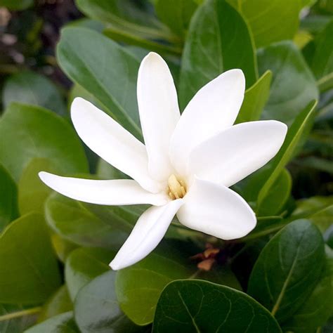 gardenia taitensis.